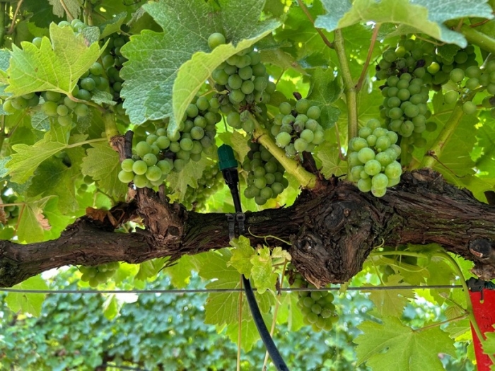 Sauvignon blanc vineyard with climate-controlled irrigation