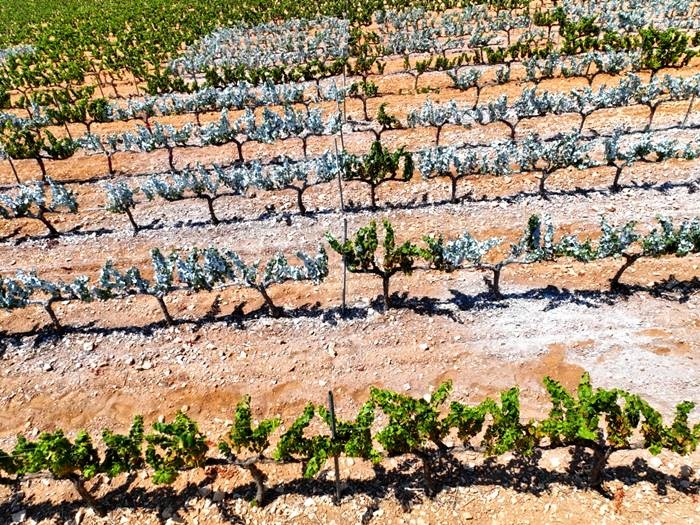 Viñas con caolín en Bodegas Enguera, destinadas a producir uvas que den vinos con menos alcohol