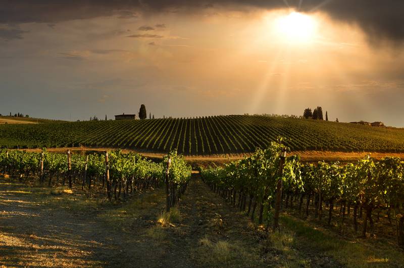 Un bonito paisaje de un viñedo al atardecer