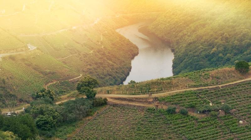 viñedos ribeira sacra