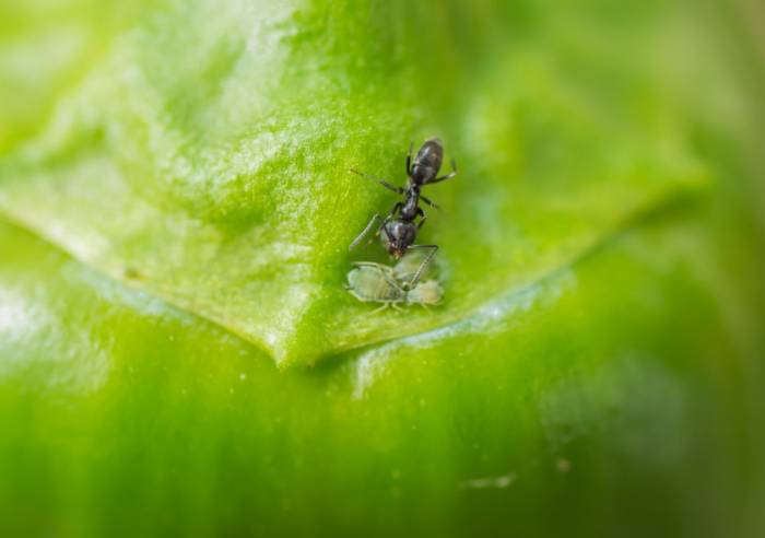 Investigación revela que el azúcar podría cambiar el comportamiento de las hormigas en invernaderos