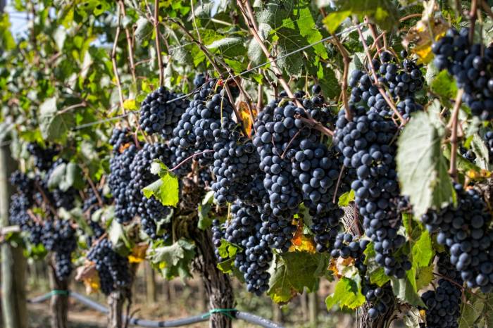 Montecucco Wine Region Sees Significant Growth with 41% Increase in Grape Production