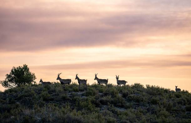 El Salón Gourmets acogerá el primer concurso de cocineros de caza mayor en España