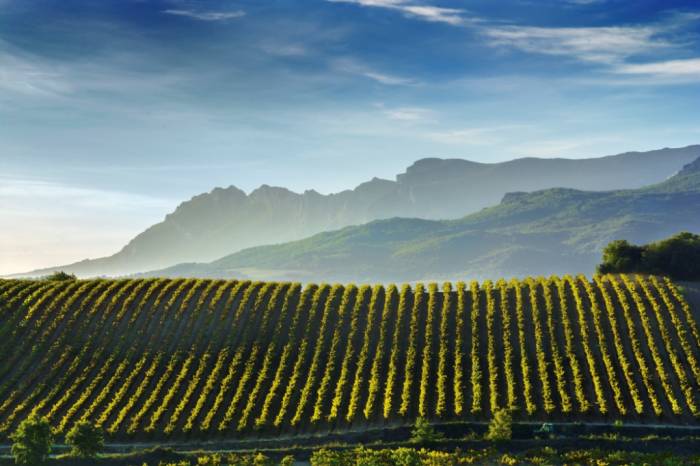 El viñedo ecológico en la DOCa Rioja crece un 205% en siete años