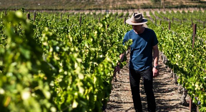 California Wine Industry Faces Smallest Red Grape Harvest in Over Two Decades