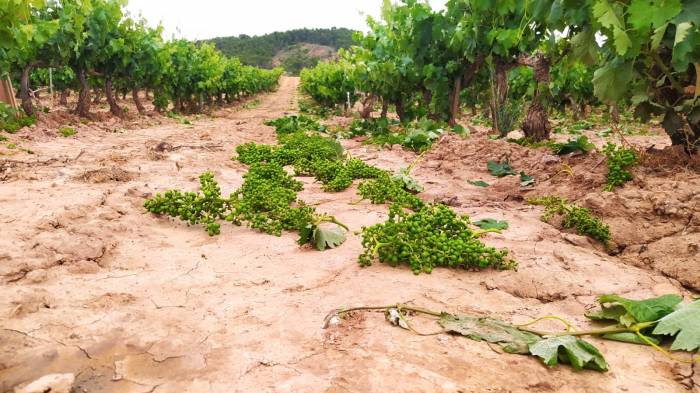 El gobierno destina 19,2 millones de euros para apoyar la cosecha en verde