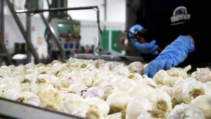 El sector agrícola español enfrenta cambios en la producción de ajos y cebollas