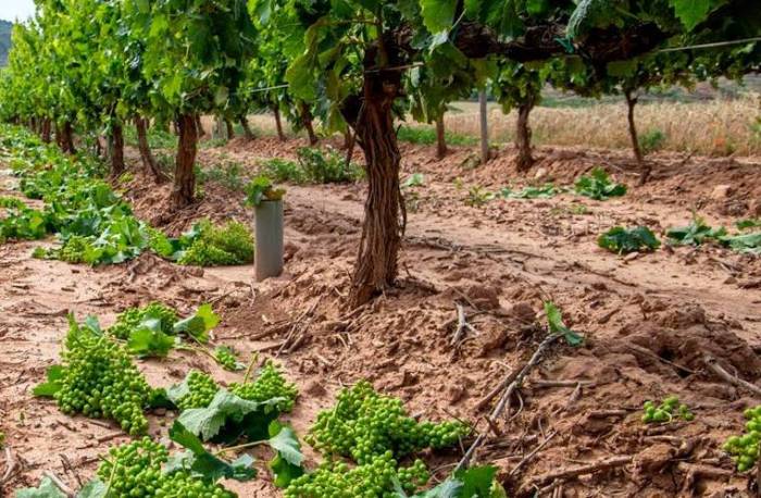 Aragón decide no participar en la vendimia en verde por rechazo de consejos reguladores