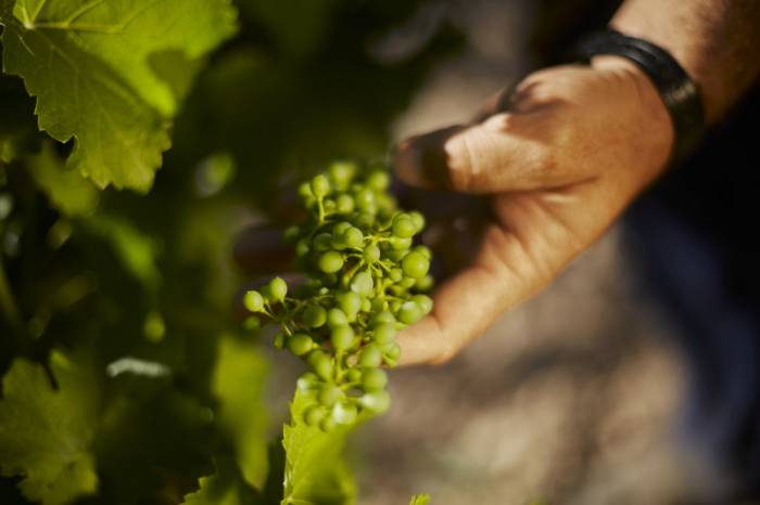 La UAGR-COAG critica el presupuesto insuficiente para la vendimia en verde