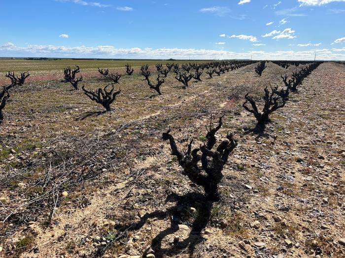 Bodegas La Horra lidera proyecto para mejorar viñedos ibéricos
