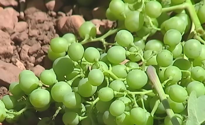 El Ministerio de Agricultura activa la cosecha en verde para estabilizar el mercado del vino