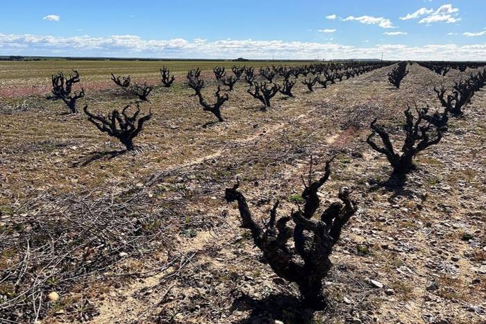 Bodegas ibéricas lanzan proyecto Ibervitis para mejorar viñedos