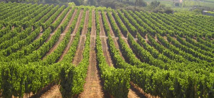 El mercado de fincas rústicas en España se recupera en 2024