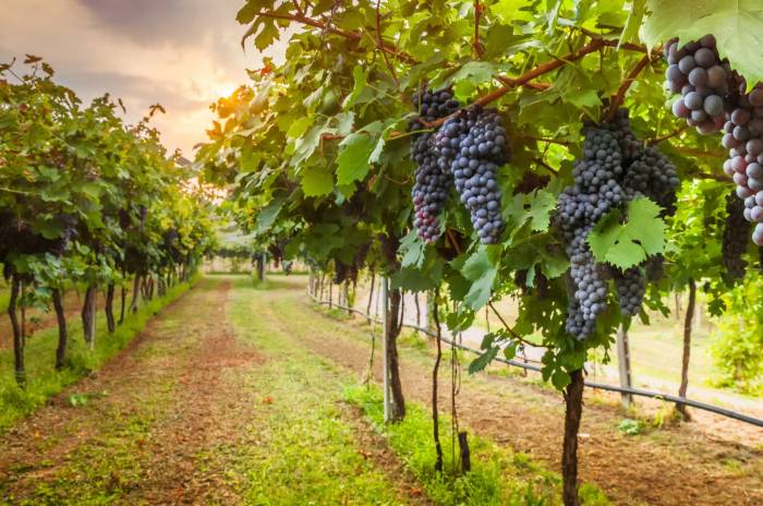 Napa Valley's Newton Vineyard Closes Permanently After Devastating Glass Fire