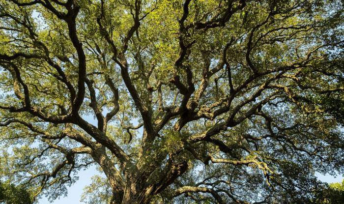 El cambio climático podría beneficiar al alcornoque en la Península Ibérica