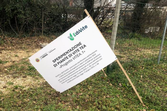 Vandals Destroy Experimental Vines in Italy Amid GMO Confusion