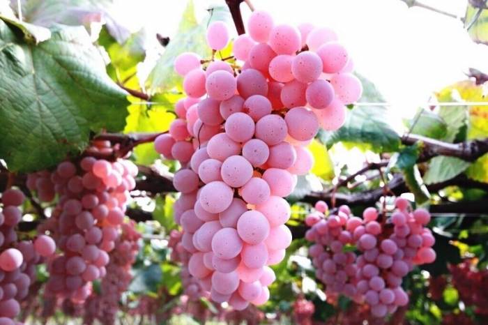 Koshu Grapes from Japan Gain Popularity in Western Wine Markets
