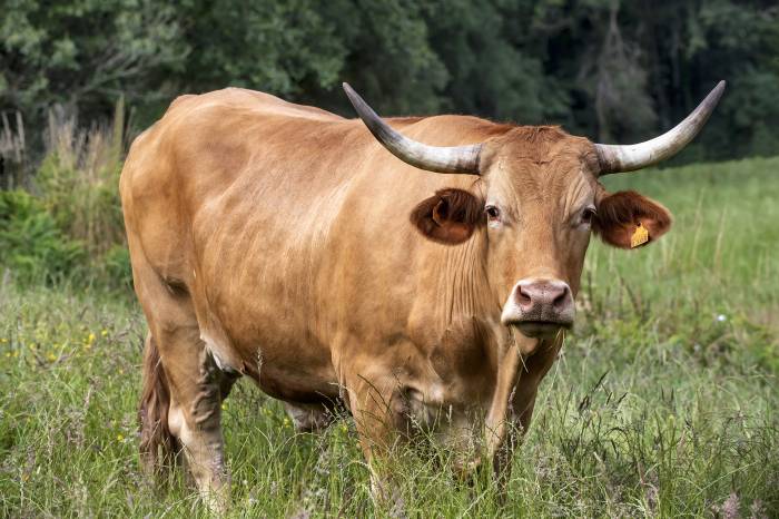 El buey rubio gallego centra un homenaje en Lugo con cata y degustación en la finca O'Pireiro