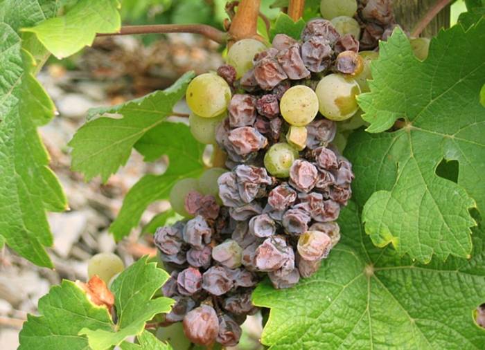 El hongo botrytis cinerea transforma la uva y da origen a los vinos dulces más valorados