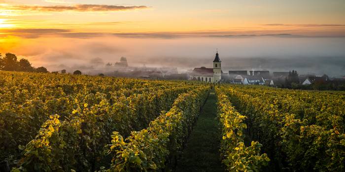 Alsace wine tourism thrives with summer festivals and tastings drawing thousands of visitors