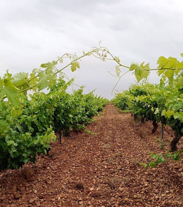 Las comunidades autónomas piden ampliar el seguro agrario para viñedos frente al Mildiu en toda España