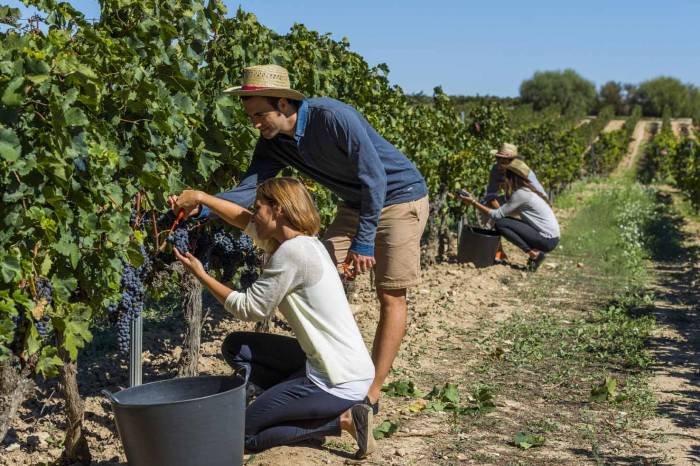 El Penedès será la primera denominación de origen con vendimia 100% ecológica en 2025