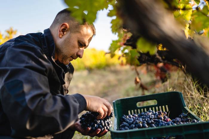 El Gobierno distribuye 212 millones entre comunidades para apoyar al sector vitivinícola y reforzar la sanidad agraria