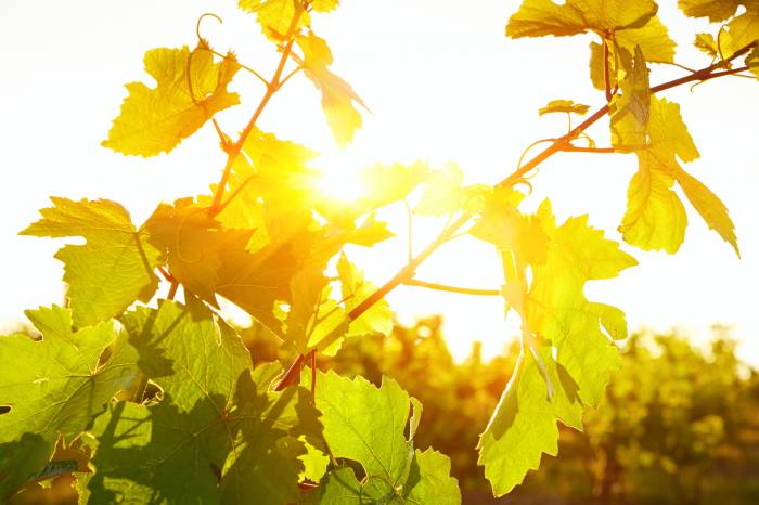 El cambio climático obliga al sector del vino a reinventarse y transforma el mapa mundial de la viticultura