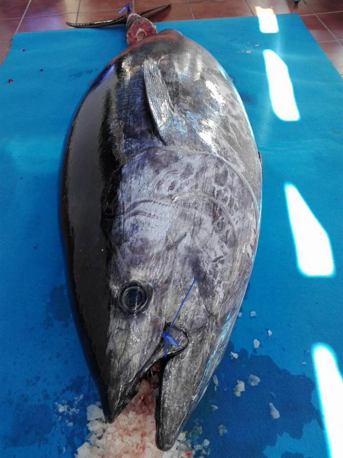 Fango Restaurante & Copas celebra la Jornada del Atún Rojo en homenaje a la tradición pesquera de El Rompido