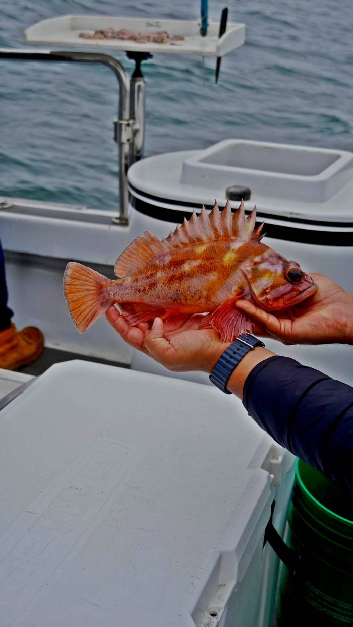 El restaurante Emat introduce la técnica japonesa Ikejime para mejorar la calidad y el respeto en el tratamiento del pescado