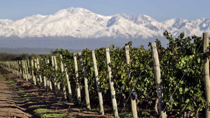 El Fondo Vitivinícola Mendoza publica fechas y requisitos para declaraciones juradas y compensaciones del sector