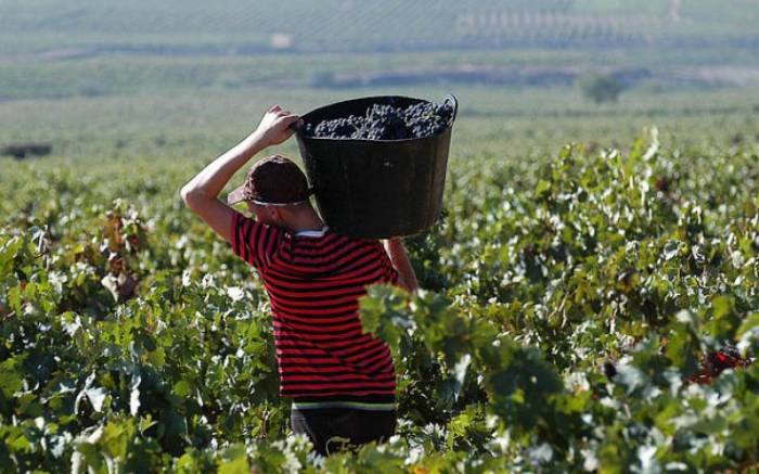 El Consejo Regulador de Rioja mantiene los límites de producción para la campaña de 2025