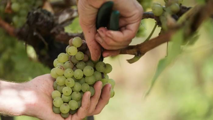 Brittany winemakers divided over new organic wine label as historic boundaries and organic standards spark debate