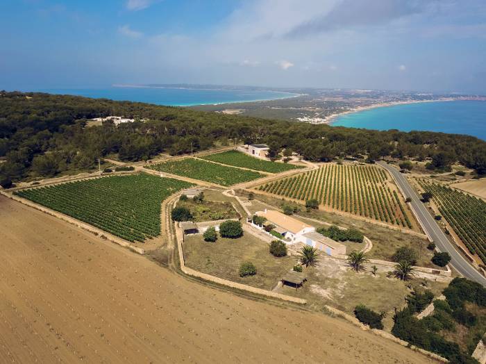 Terramoll y Vintae sellan una alianza para internacionalizar los vinos de Formentera