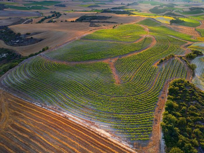 Bodegas RODA presenta los resultados de su viñedo experimental con sistema keyline en La Rioja