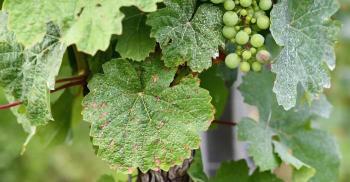 French Vineyards Battle Downy Mildew Amid Climate Change Challenges
