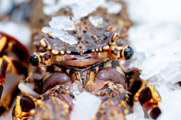 Noruega destaca en el Salón Gourmets con su cocina nórdica y productos del mar
