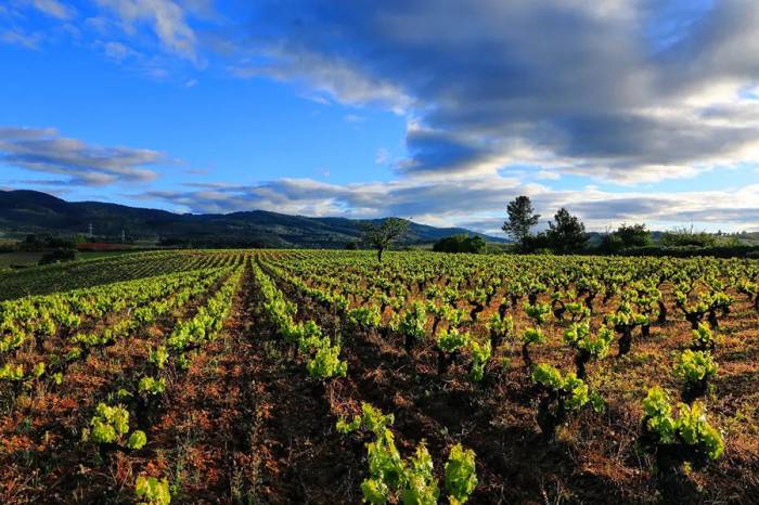 El Camino de Santiago Francés en primavera: una experiencia sensorial en el Bierzo y Galicia
