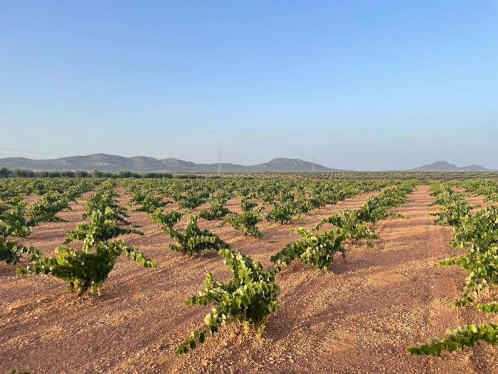 La Junta de Extremadura aprueba 11 millones en ayudas para el sector vitivinícola