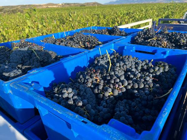 El proyecto MVID revoluciona la gestión vitivinícola en Rioja