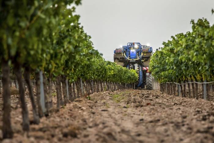 La producción de vino en España crece un 15 % pero sigue por debajo de la media de los últimos años