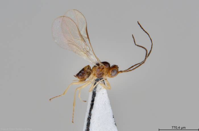 Identifican en Almería una avispilla que controla de forma natural la plaga del minador en cultivos hortícolas