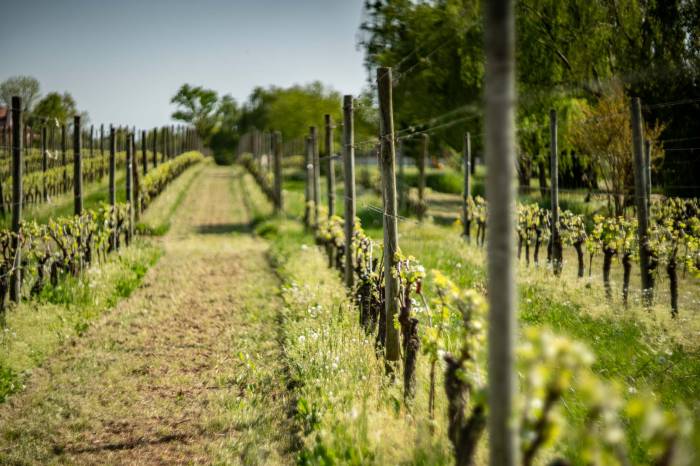 Lugana wines from Lake Garda gain global acclaim as exports and demand surge