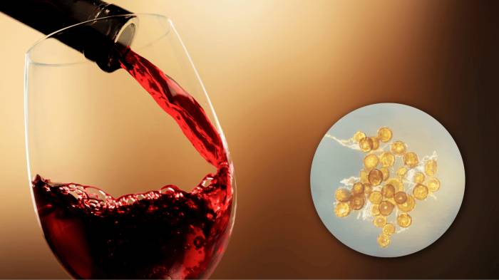 La micorriza MV1 mejora la calidad del vino y aporta beneficios para la salud en viñedos de Toledo