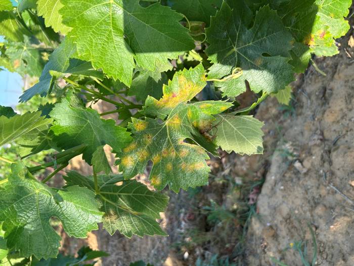 El sector vitivinícola del Condado de Huelva reclama ayudas urgentes ante el avance del mildiu en los viñedos