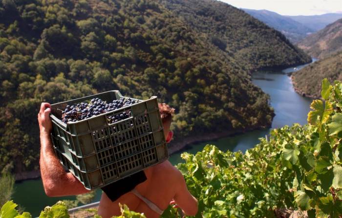 La Unión Europea reduce el límite de producción de uva tinta en la Ribeira Sacra ante la crisis del sector