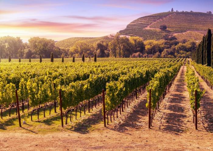 napa valley viñedo