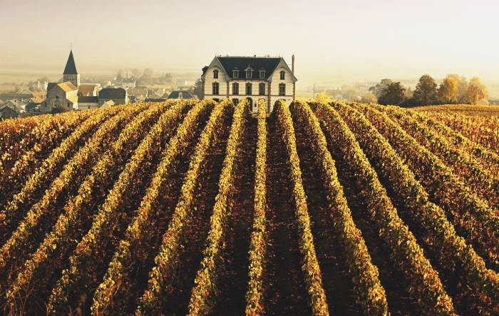 34,428 Hectares of French Vineyards Face Uprooting as Industry Awaits EU Funding Decision