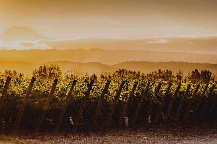 Argentina elimina 973 normas del sector vitivinícola y reduce 5.000 inspecciones anuales para simplificar la industria