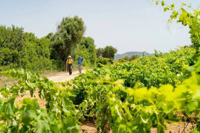 Food and Wine Drive Up to 74% of International Visits to Italy, Report Finds